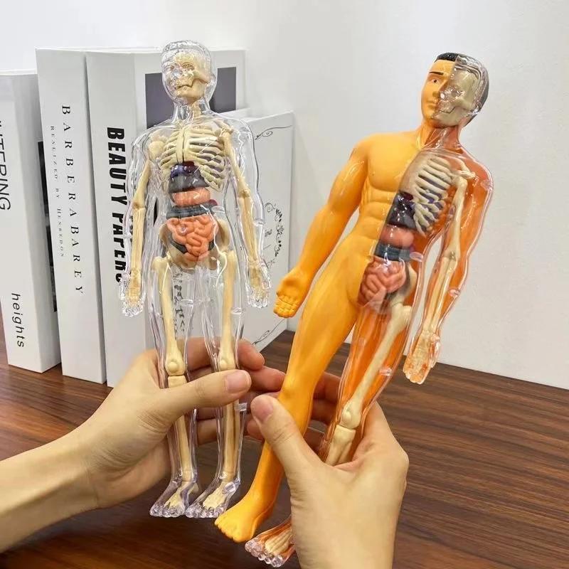 Non-Toxic 3D Human Torso Model Children Diy Assembled Puzzle Human With Removable Organ Early Science Education Kid School Medical For Kid