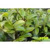 100g Chinese Biluochun Green Tea Premium Loose Leaf Spring Harvest Health Drink