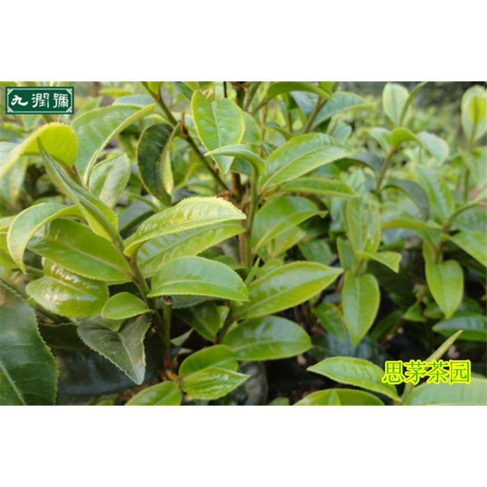 100g Chinese Biluochun Green Tea Premium Loose Leaf Spring Harvest Health Drink