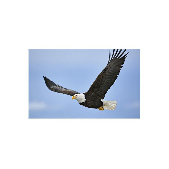 Eagle Flying In The Sky Lerretsmaling Nordic Posters and Prints Wall Art Pictures for Cuadros Living Room Home Decor No Frame
