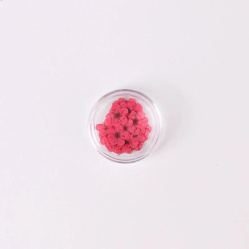 20pcs/Box Nail Art Dried Flowers Spirea Small Plum Narcissus Nail Art Color Mixed Flower Dried Flower Patch DIY Nail Decoration