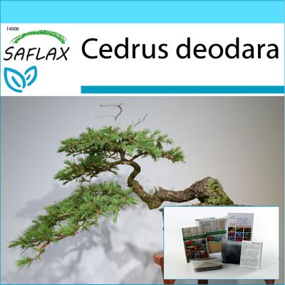 Geschenkset - Bonsai - Indische Zeder - 35 Samen - Mit Geschenkbox, Karte, Etikett und Pflanzsubstrat - Cedrus deodara