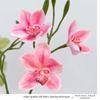 Silk Material Faux Flower 3 Heads Design Artificial Flower Stem Simulated Orchid  Tea Room Decor