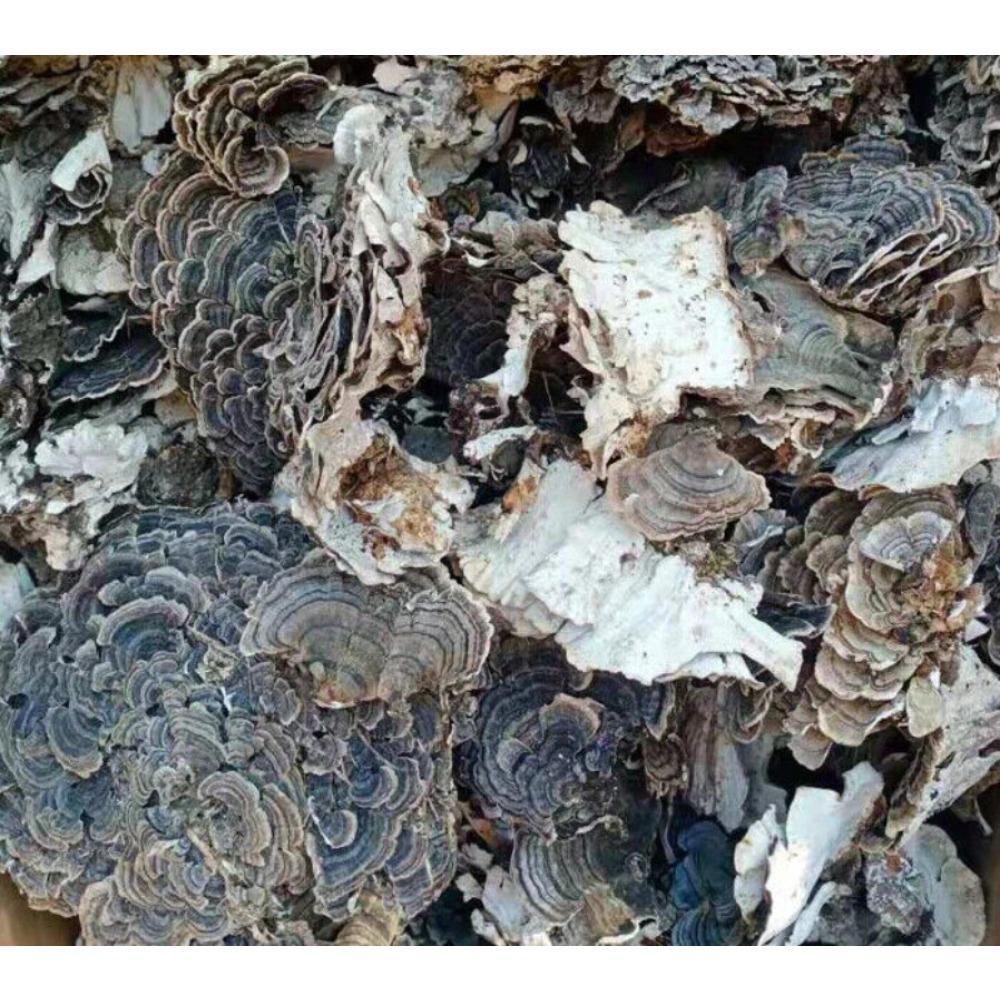 Organiczna herbata ziołowa z grzyba Turkey Tail Naturalne wsparcie energii 500g