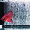 Oxygenating Bubble Bar for Aquarium: Soft Air Hose & Aerating Strip
