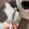 Pet Grooming Flea Comb Stainless Steel Care Comb Cat Dog Hair Brush Flea Removal Massage Comb Pet Portable Tools Accessories