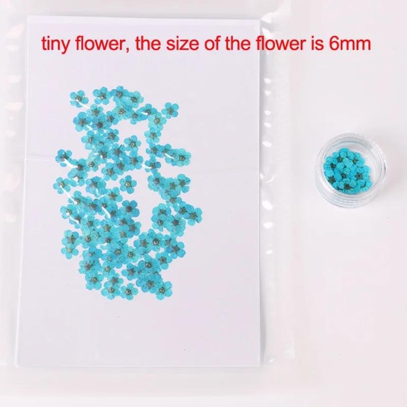20pcs/Box Nail Art Dried Flowers Spirea Small Plum Narcissus Nail Art Color Mixed Flower Dried Flower Patch DIY Nail Decoration