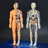 Children's 3D Human Body Skeleton & Organ Anatomy Educational Model 