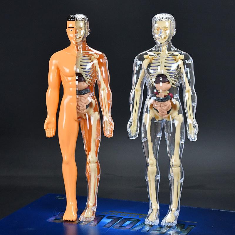 Children's 3D Human Body Skeleton & Organ Anatomy Educational Model 