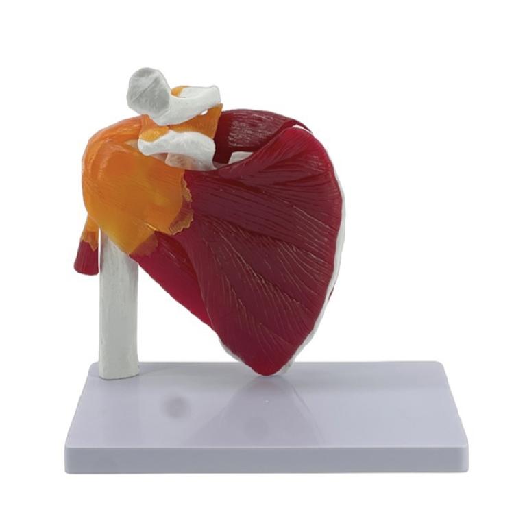 

Модель плечевого сустава с мышцами, натуральный размер, модель анатомии плечевого пояса человека с связками, костями сустава для обучения 1