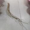 Artificial Spider Plant & Fern Hanging Decor - Trailing Green Vines for Wall & Ceiling