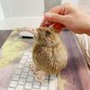 12cm Cute New Zealand Kiwi Bird Plush Pendant Simulation Stuffed Animal Kiwi for Christmas Gift Bird Keychain