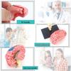 4D Human Brain Anatomy Model for Early Education - Removable, Educational Teaching Aid Toy for Children
