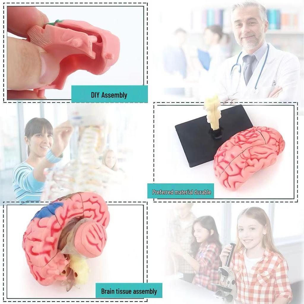 4D Human Brain Anatomy Model for Early Education - Removable, Educational Teaching Aid Toy for Children