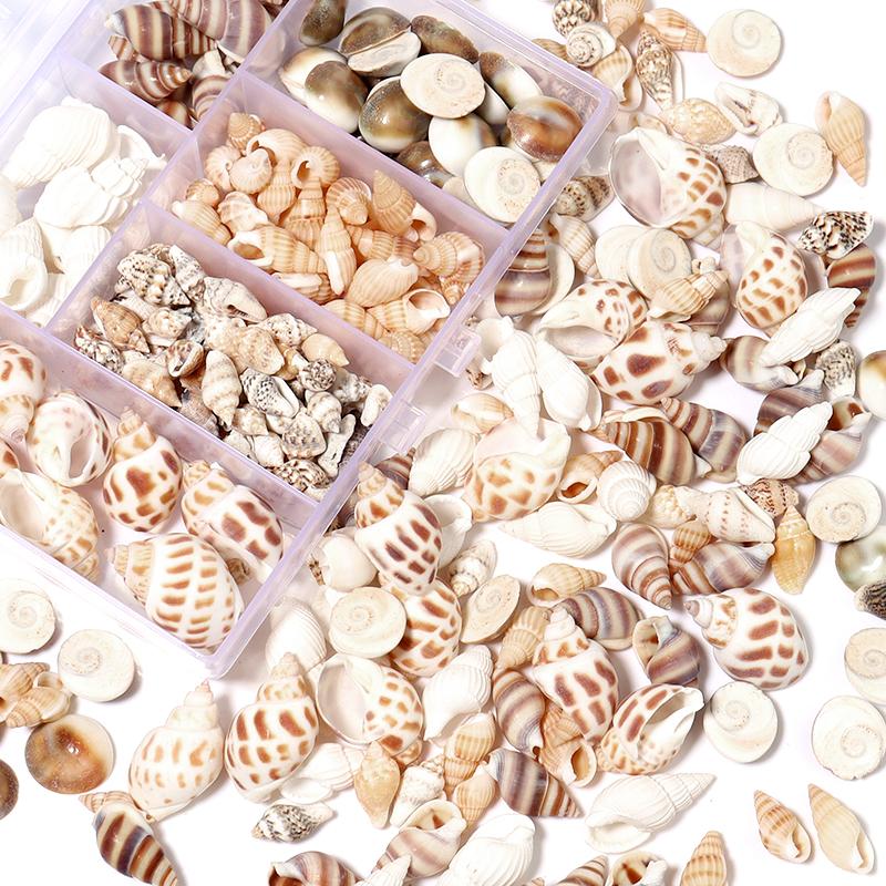 1 Box Sea Shell Spiral Shell Tiny Ocean Spiral Seashell Conch Crafts Aquarium Decoration Landscaping Accessory Photography Props