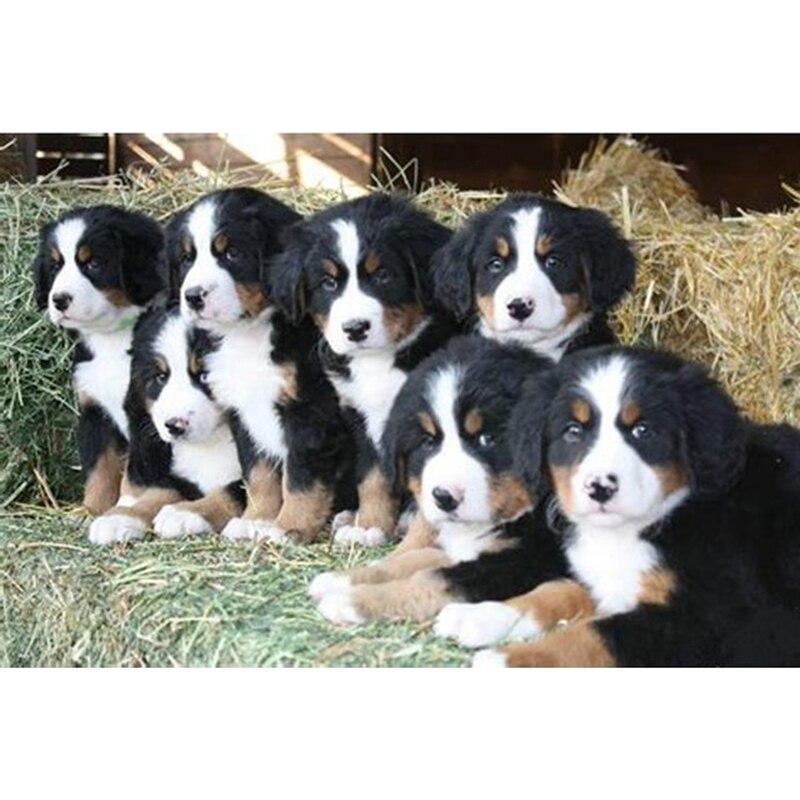 DIY 5D Diamond Painting Animal Full Square/Round Diamond Embroidery Picture Rhinestones Mosaic Dog Cross Stitch Home Decor Gift