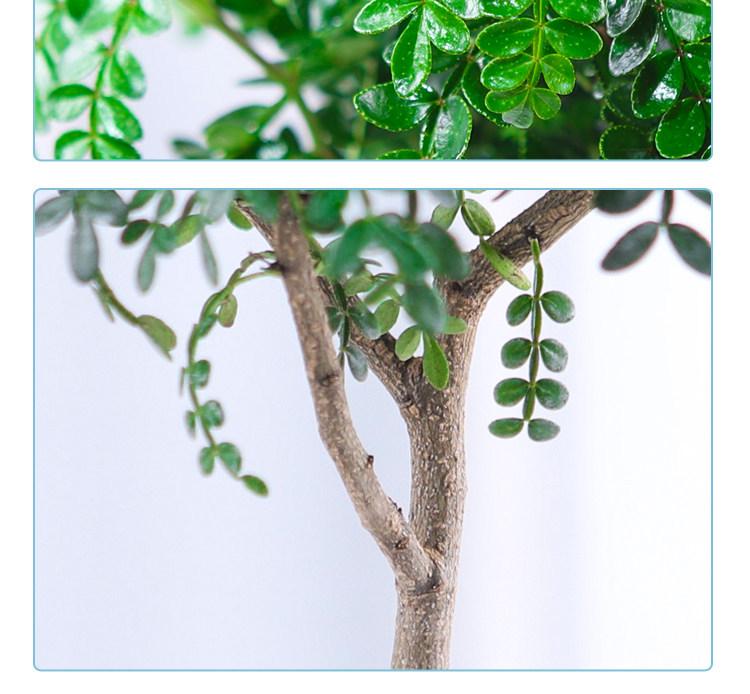 Hydroponic Fragrant Wood Indoor Plant | Insect & Mosquito Repellent | Evergreen Year-Round Desktop Decor
