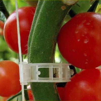50Pcs Trellis Tomato Clips Supports Connects Plants Vegetable Fastening Clip