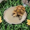 Pets Feeding Plate Reptile Feeding Bowl Vivarium Food Water Dish Resin Bowl For Turtle Gecko Snake Breeding Tray Reptile Bowls