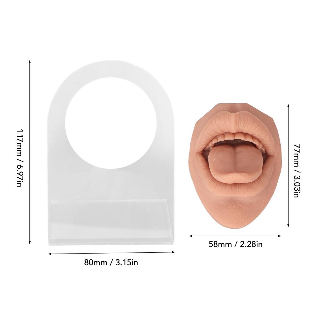 Modelo de lengua humana, silicona suave, soporte acrílico realista, modelo de boca para exhibición de joyería
