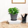 Round Saucer Flower Pot Pothos Resin Flower Pot Suitable For Indoor And Outdoor Use