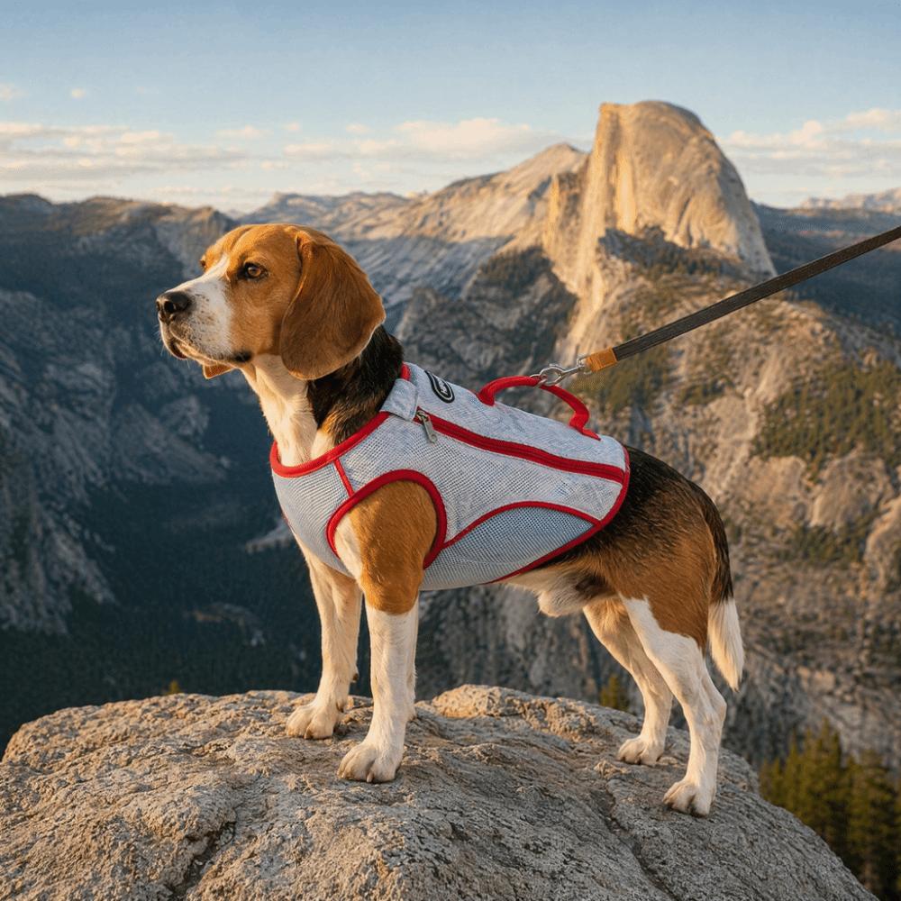 Sun Protection Pet Cooling Shirt Breathable Dog Sunscreen Clothes Dog Cooling Vest  Walking