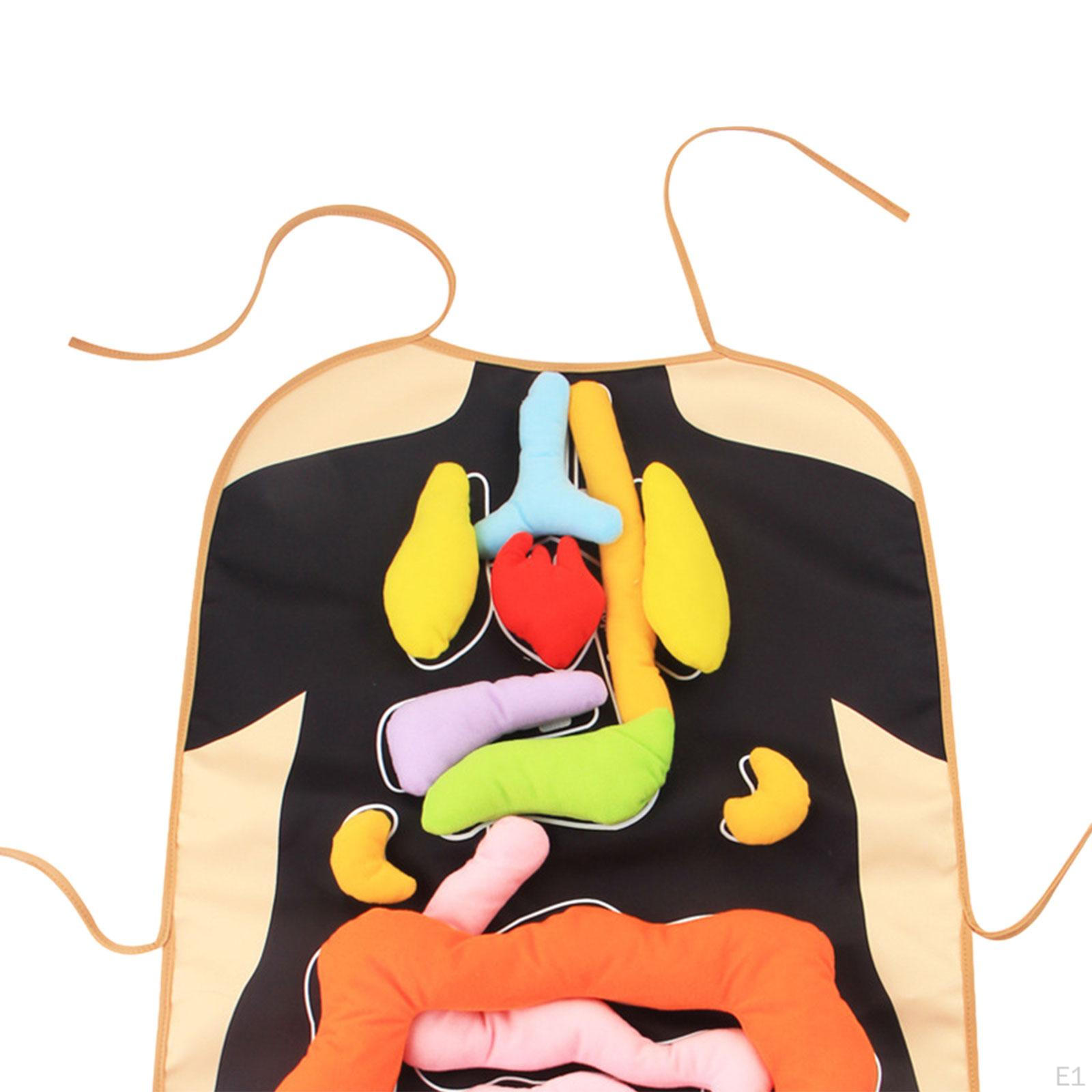 3D Орган Фартук Органы Человеческого Тела Модель Наука Монтессори DIY Образовательные — фото 2