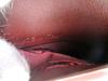 Authentic Cartier Must de Cartier Bordeaux Leather Flap Bill Wallet #a773  Refurbished