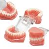 Model Standard M7003 cu 28 de Dinti Instrument de Demonstrație Didactică Dentară Model de Maxilar Typodont din Rășină cu Gingie Moale Pentru Antrenament