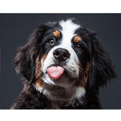 Kompletní 5D kutilská diamantová malba Černé štěně Diamantové vyšívání Full Lay Cross Stitch Domácí dekorace Ručně vyrobený dárek
