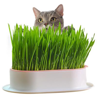 Cat Grass Planter Reusable Cat Grass Sprout Tray Hydroponic Soilless Planting Cat Grass Pot for Easy Growth