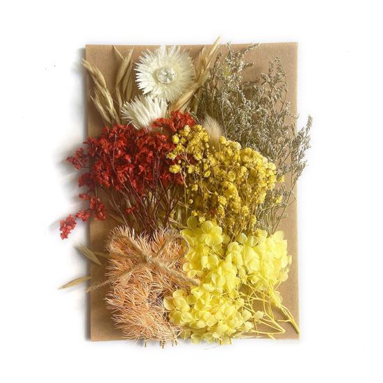 Nützliche Trockenblumendekoration, auffällige, leicht zu pflegende helle Farbe