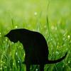 Gothic Black Cat Metal Wall Art, Spooky Weather-Resistant Halloween Decor for Patio & Bedroom