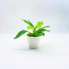 Home Simulation Green Small Potted Plants Desktop Decoration Fake Potted Landscaping Artificial Flowers Creative Ornaments