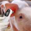 Haustiersicher Nichtkontakt-Thermometer Schnelle Temperaturprüfung Speicherfunktion USB-wiederaufladbar Für Zuhause Klinik