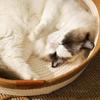 Cats Play Basket Bed Stylish Nest for Small Puppy Kittens Cartoon Kittens Mat Pet Bed Scratch Resistant for Household