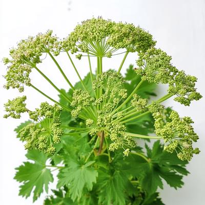 30 Angelica Officinalis Seeds - Semi-Wild Permaculture