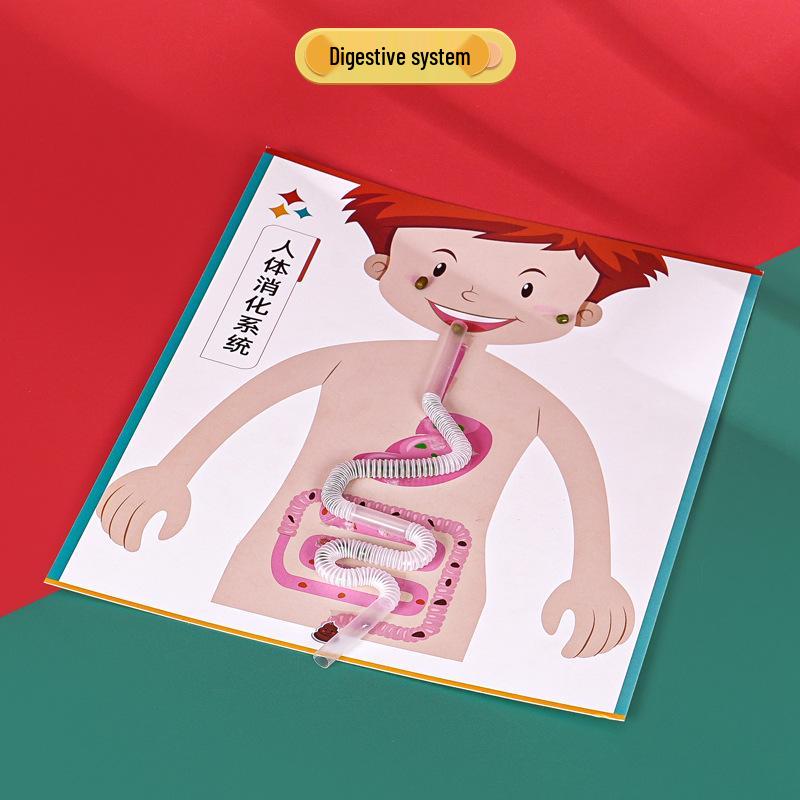 Kindergarten DIY Handmade Digestive System Science Kit
