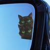 Yousheng Car Sticker, Waterproof PVC Self-adhesive No Trace Auto Decal, Black Cat Pattern Funny Sticker for Windows Mirrors Trunks Car