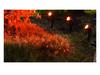 Outdoor Solar Tree Lights: Super Bright, Waterproof Garden, Lawn & Courtyard Spotlights