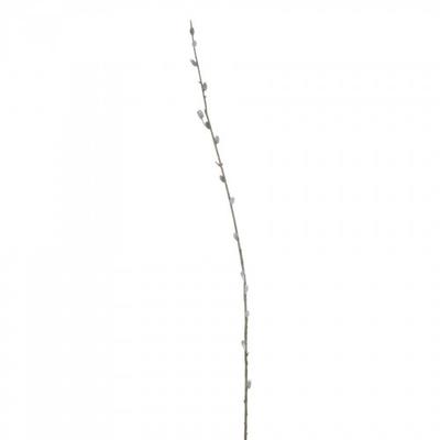 Fake Pussy Willow Branch