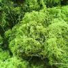 Artificial Jungle Moss Turf for Landscaping and Decor