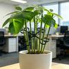 Plant Stem Support Reusable Plant Growth Accessories Climbing Houseplant Stem Holders for Monstera Indoor Plants