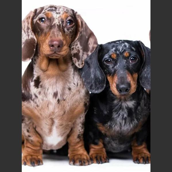 5D DIY Diamond Painting Cute Little Black Dog Diamond Embroidery Cross Stitch Kit Full Rhinestone Mosaic Home Decor