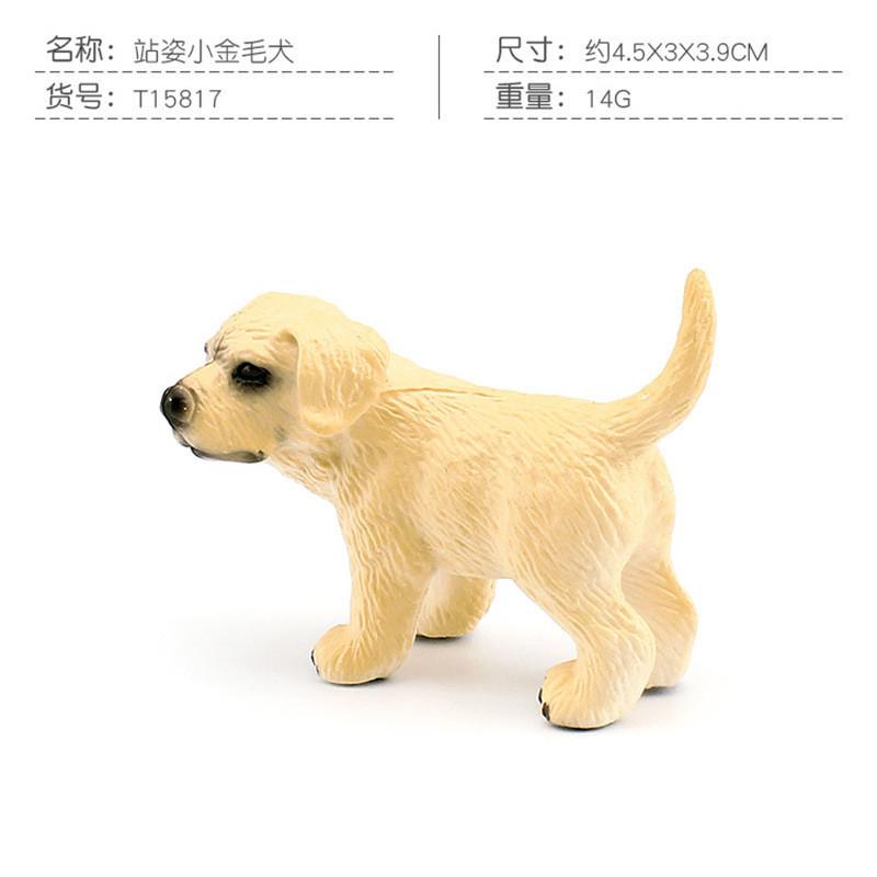 Captivating Golden Retriever Corgi And Saint Bernard Models Perfect For Pet Enthusiasts