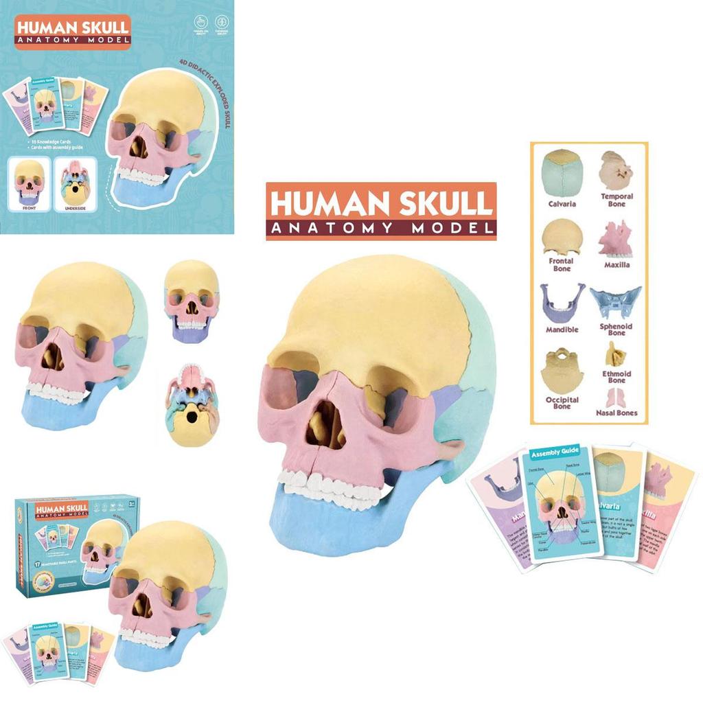 4d Human Skull Model Detachable Specimen Cranium Model Educational Toy