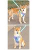 Adjustable Reflective Shiba Inu & Corgi Harness: Anti-Pull Leash Vest for Medium to Large Dogs