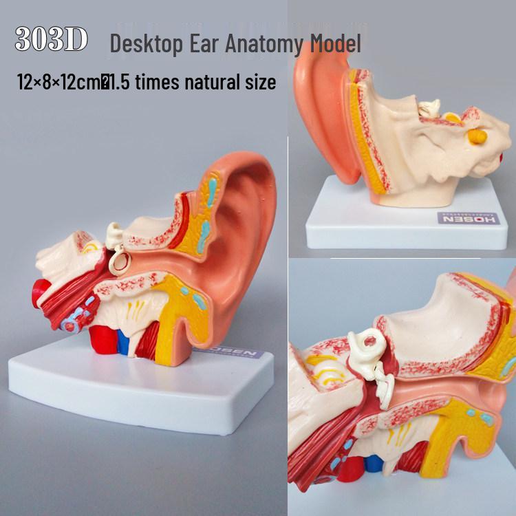 Anatomical Otolaryngology Model: Eye, Ear, Nose, and Nasal Cavity for Human Anatomy Teaching