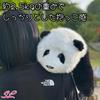 Realistic Panda Plush Toy, Perfect for Birthdays, Anniversaries, Presents, Children's Day, Healing, Smiles, Encouragement, Japanese Flowers, Fur Fur,