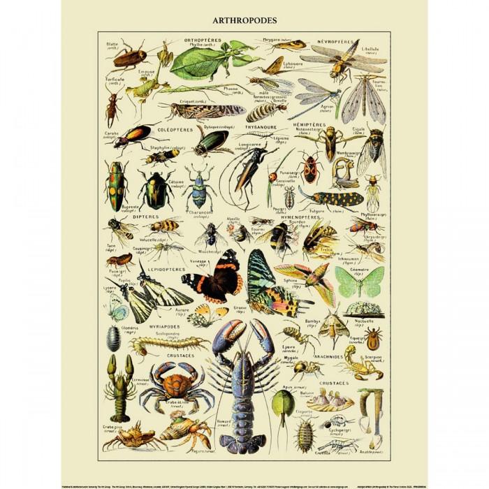 Adolphe Millot Arthropods Print